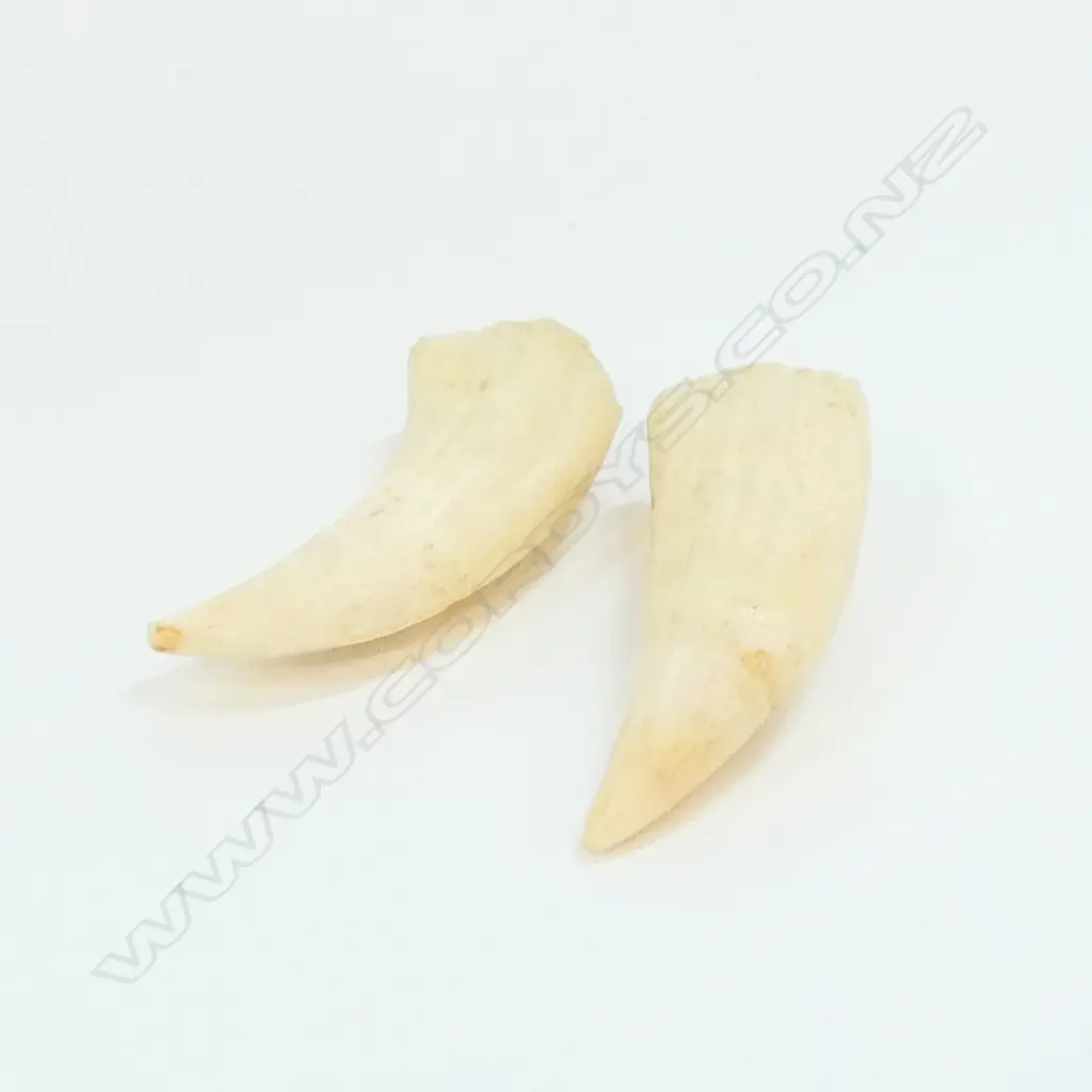 PR TEETH L. 150MM Image 1++