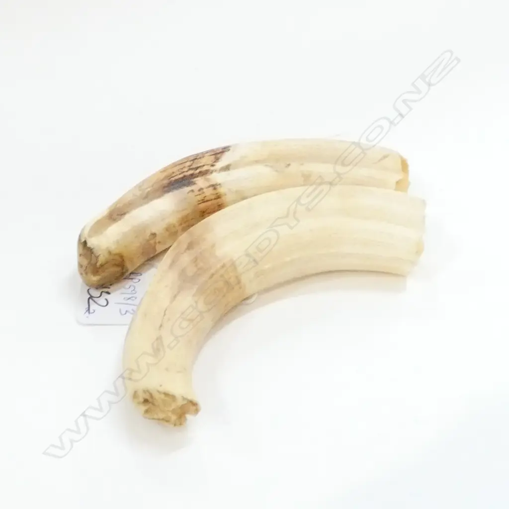 2 LARGE TEETH OF A WARTHOG Image 1++