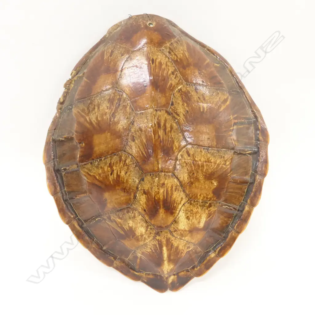 TORTOISESHELL L. 450MM Image 1++