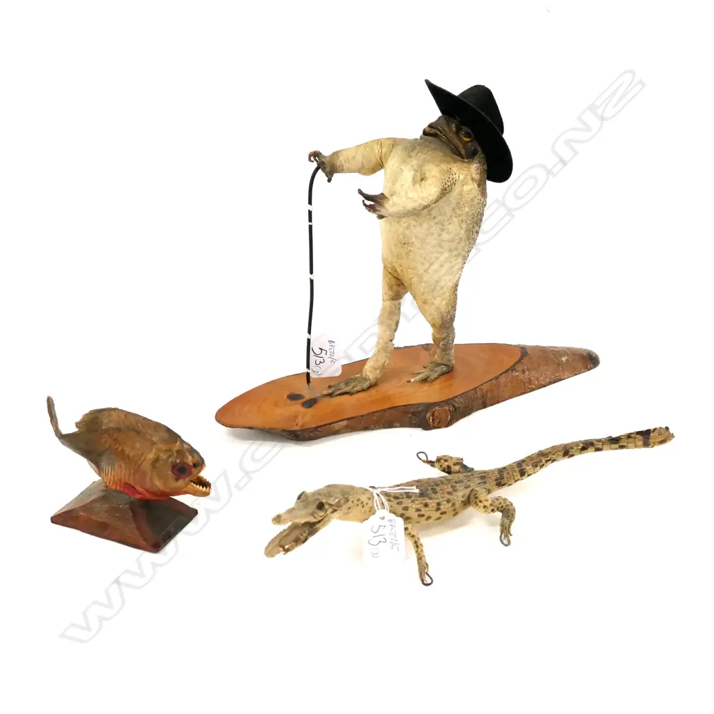 TAXIDERMY TOAD/PIRANHA+BABY ALLIGATOR Image 1++