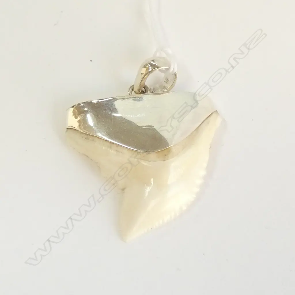 SHARK TOOTH STERLING SILVER CAPPED Image 1++