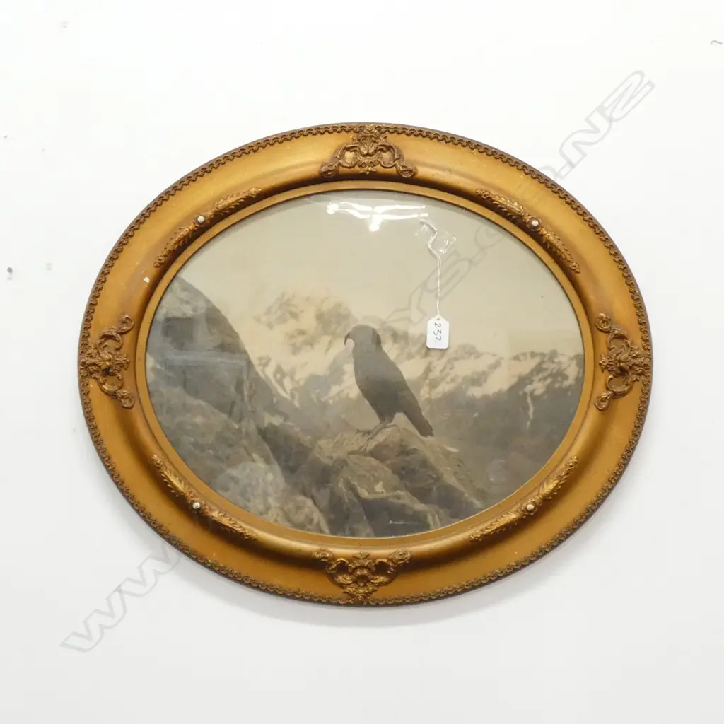 FRAMED PHOTO OF KEA BY HAVLOCK WILLIAMS 1927, W.490mm Image 1++