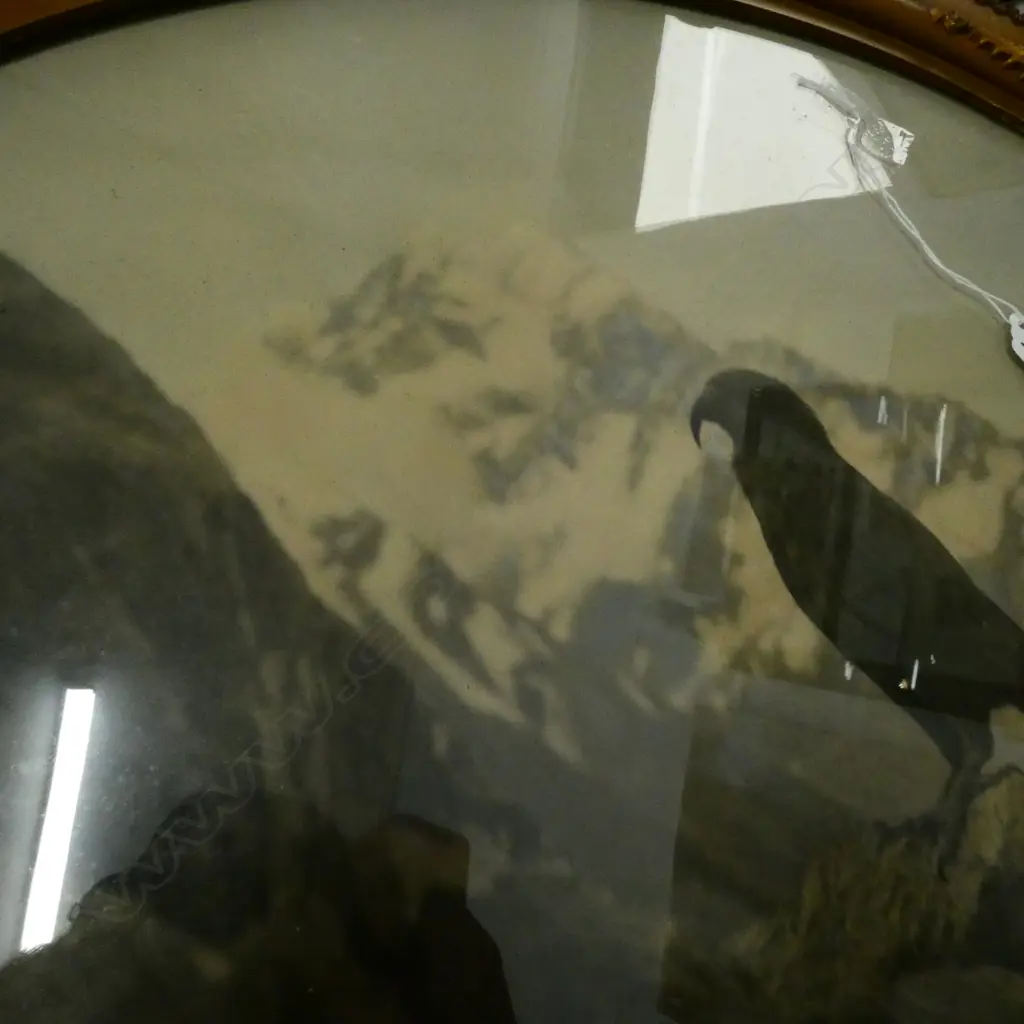 FRAMED PHOTO OF KEA BY HAVLOCK WILLIAMS 1927, W.490mm Image 1++