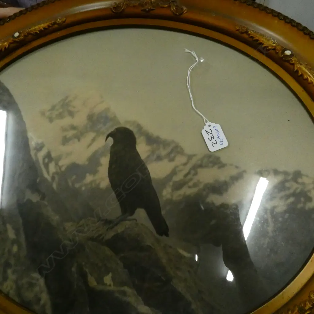 FRAMED PHOTO OF KEA BY HAVLOCK WILLIAMS 1927, W.490mm Image 1++