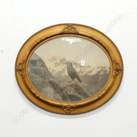 FRAMED PHOTO OF KEA BY HAVLOCK WILLIAMS 1927, W.490mm