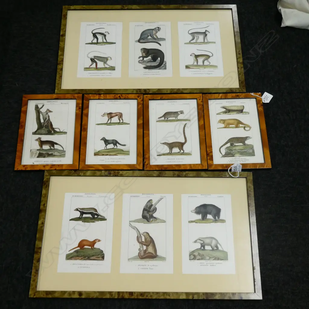 SET OF 4 ZOOLOGIA PRINTS 220 X 160MM + LARGER PAIR 510 X 300MM Image 1++