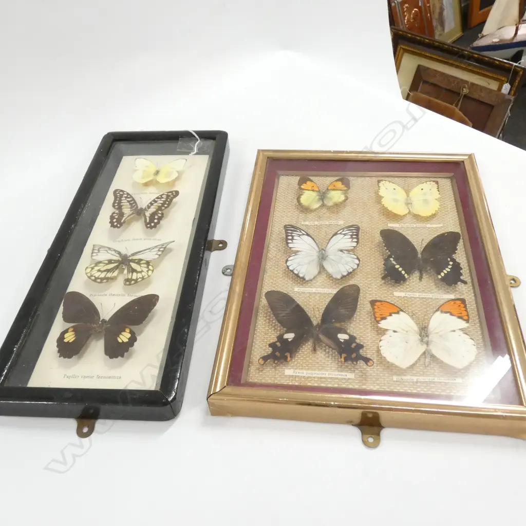 2 FRAMED BUTTERFLY DISPLAYS H 350 MM Image 1++