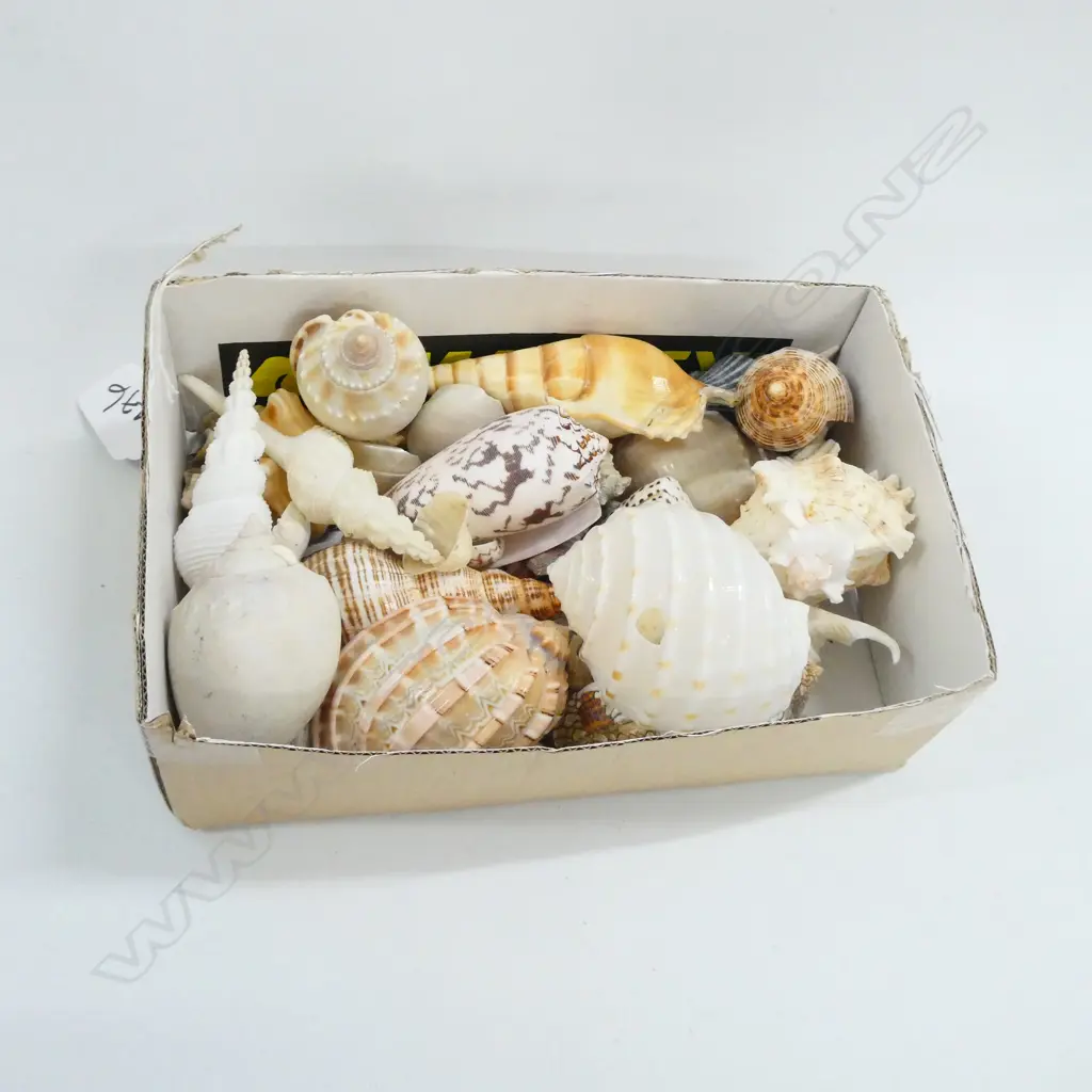 BOX OF COLLECTABLE SHELLS Image 1++
