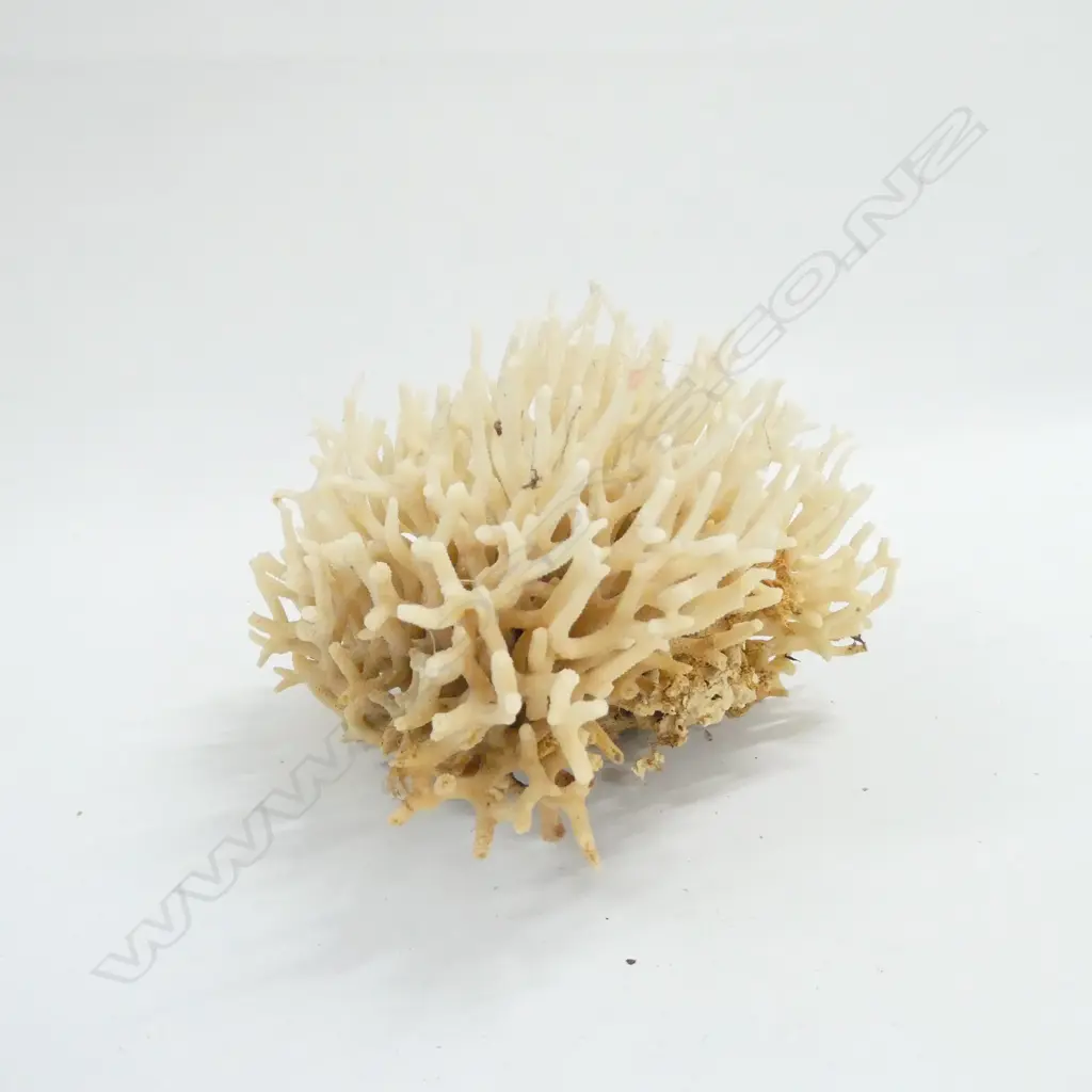 GOOD EXAMPLE OF TWIG CORAL Image 1++