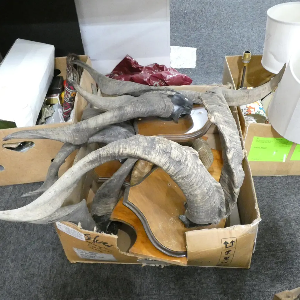 BOX LOT ASST. MOUNTED HORNS  Image 1++