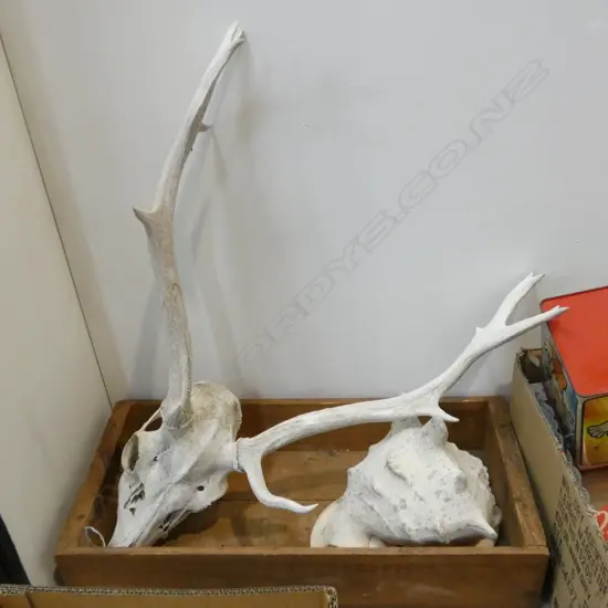 DEER ANTLER + PACIFIC SHELL