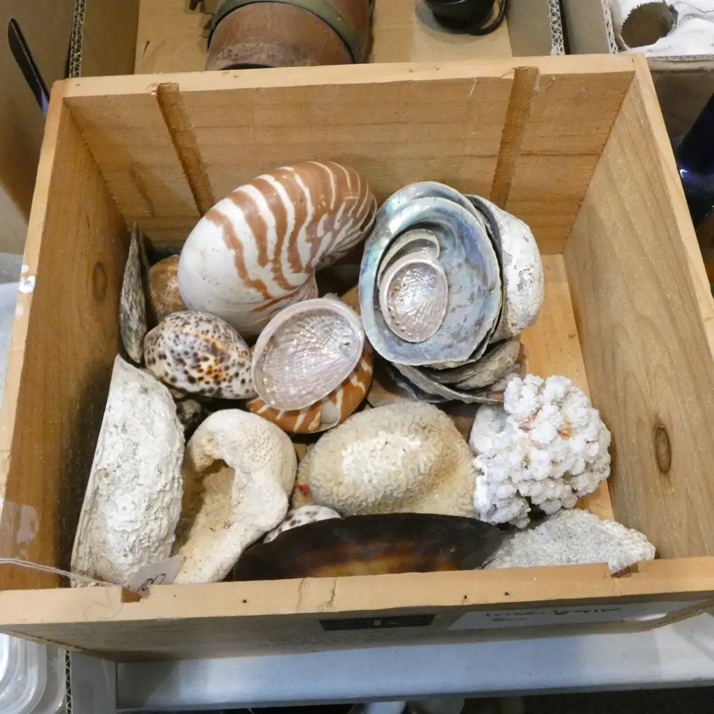 LOT ASST PACIFIC SHELLS+CORAL SPECIMENS Image 1++