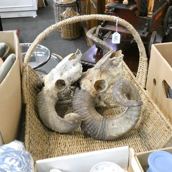 2 RAM SKULLS + BASKET