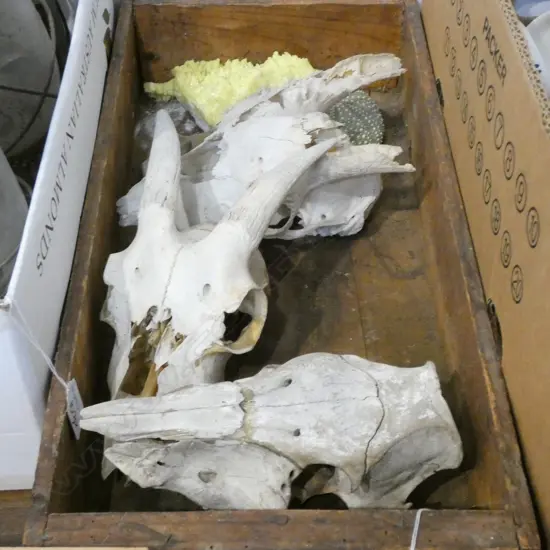 LOT ASST SKULLS/ROCK SPECIMENS ETC