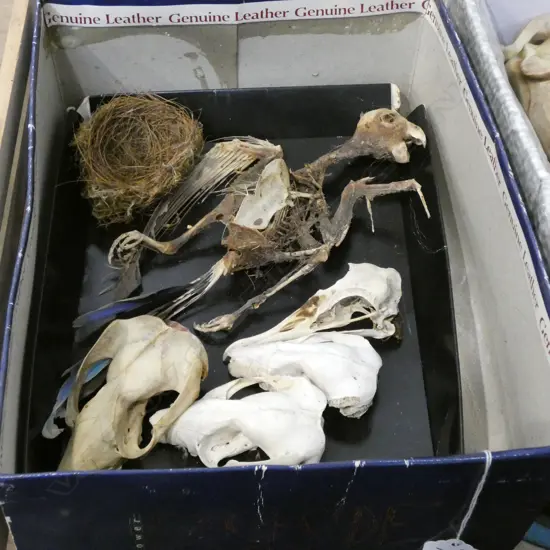 ASST BIRD SKULLS ETC