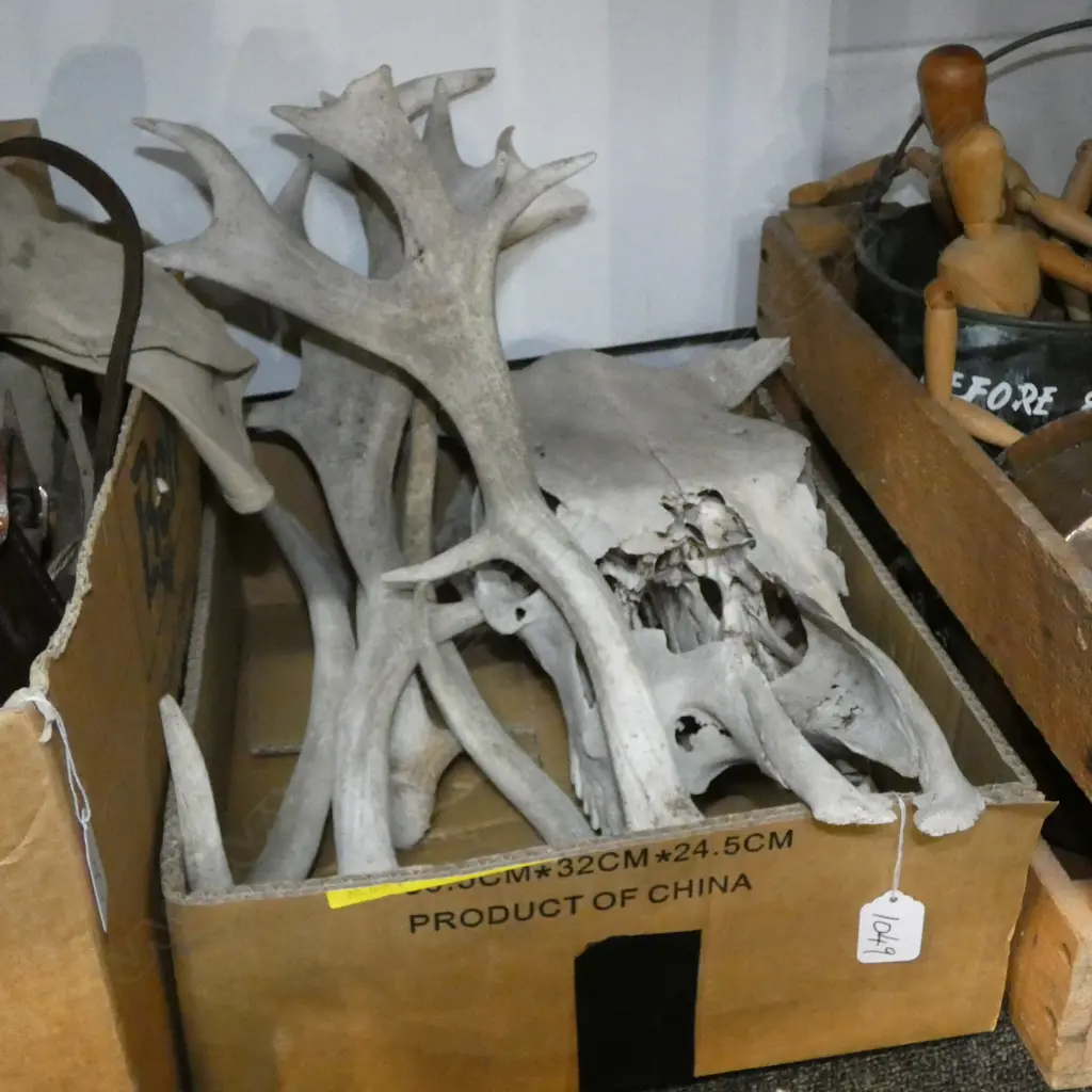 COW SKULL + ASST ANTLERS Image 1++