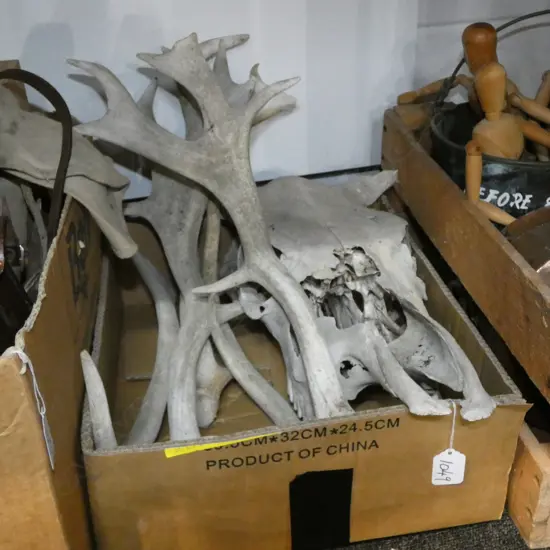 COW SKULL + ASST ANTLERS
