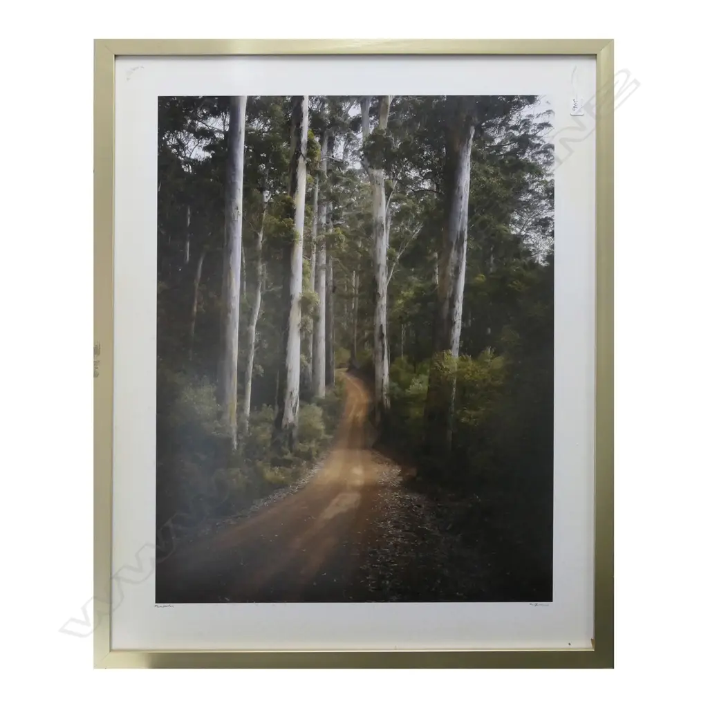 IAN FEGENT (AUST) TALL KARRI TREES, PEMBERTON, W.AUSTRALIA, LARGE FORMAT PHOTOGRAPH, TRU-VUE GLAZED 920 x 680mm Image 1++