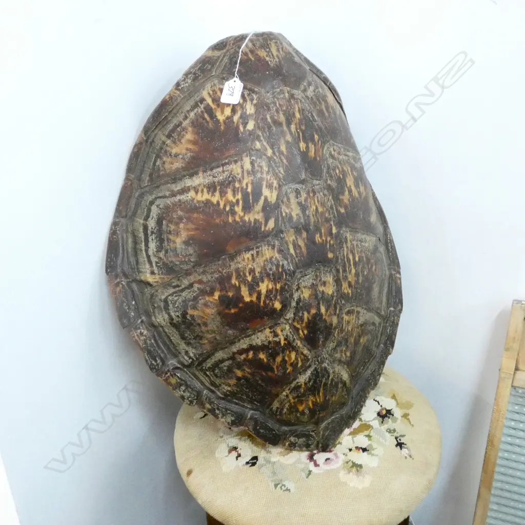 TURTLE SHELL L 600 Image 1++
