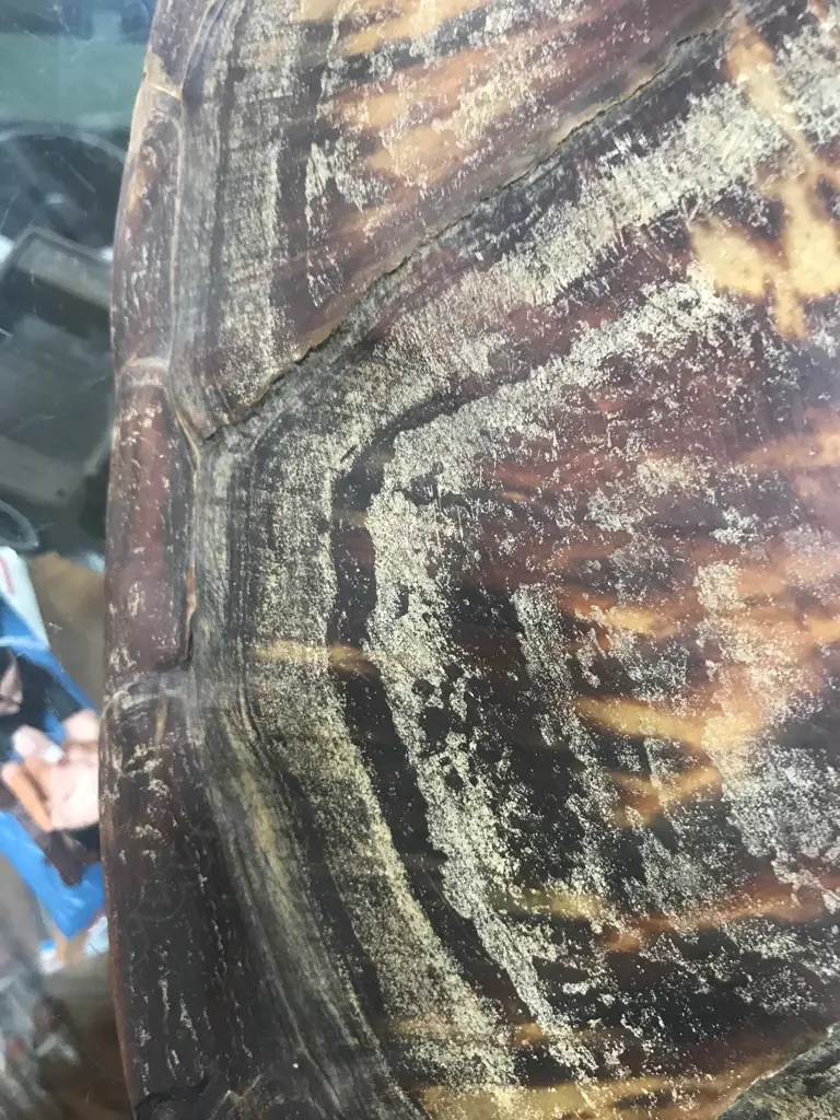 TURTLE SHELL L 600 Image 1++