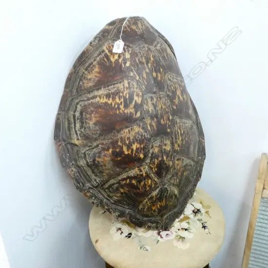 TURTLE SHELL L 600