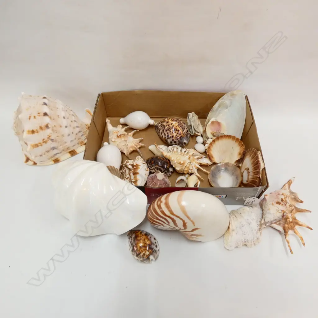 BOX LOT ASST. SHELLS Image 1++