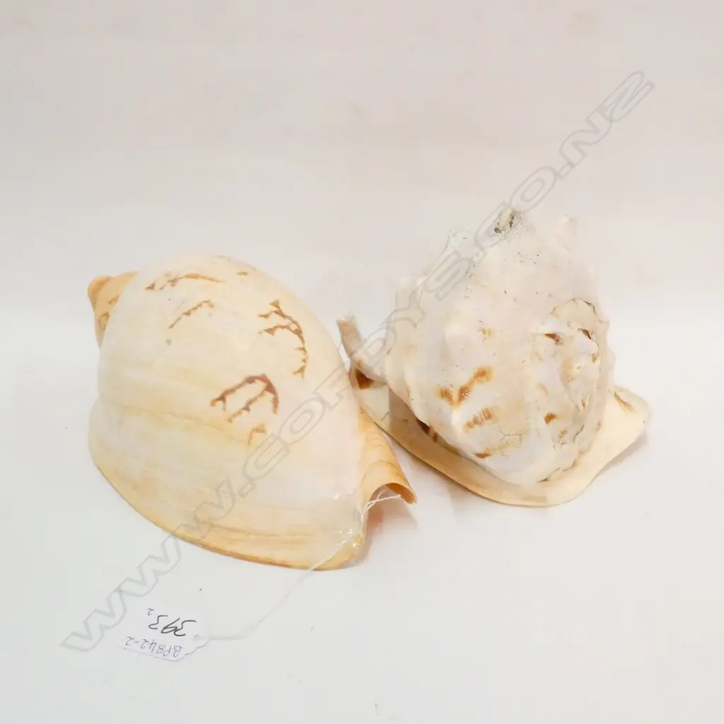TWO LARGE SHELLS Image 1++