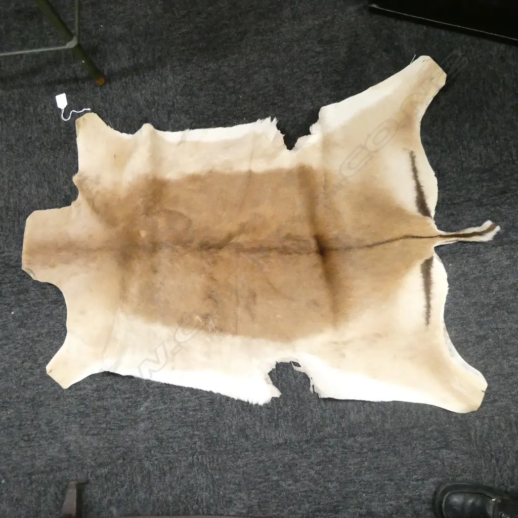 GAZELLE SKIN L. 1090MM Image 1++