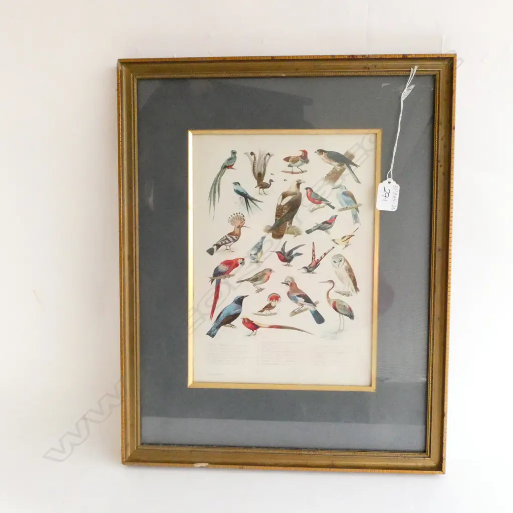 AN ANTIQUE PLATE BY L PRANG & CO OF BIRDS 480MM Image 1++