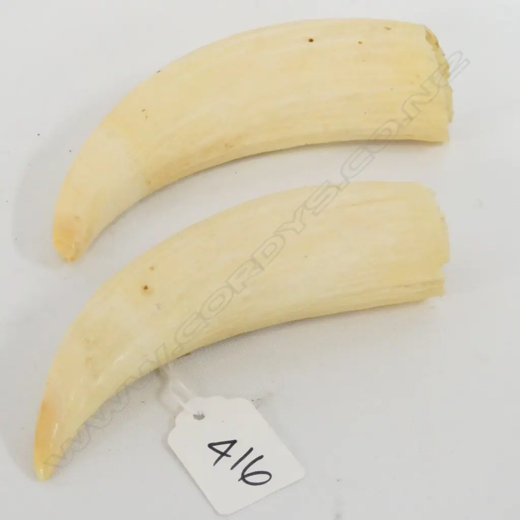 PR OF SPERM WHALE TEETH L 120 MM Image 1++