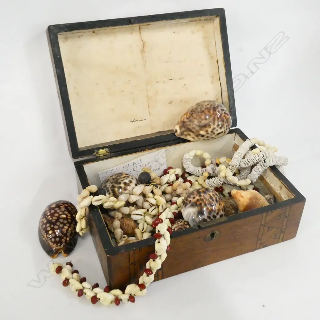 INLAY BOX L. 245MM AF CONTAINING ASST. SHELLS Image 1++