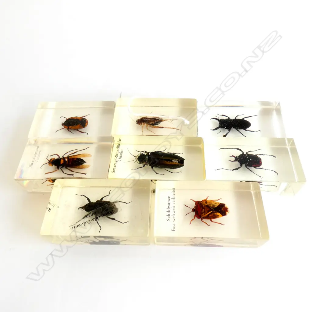 8 ASST. INSECTS IN ACRYLIC Image 1++