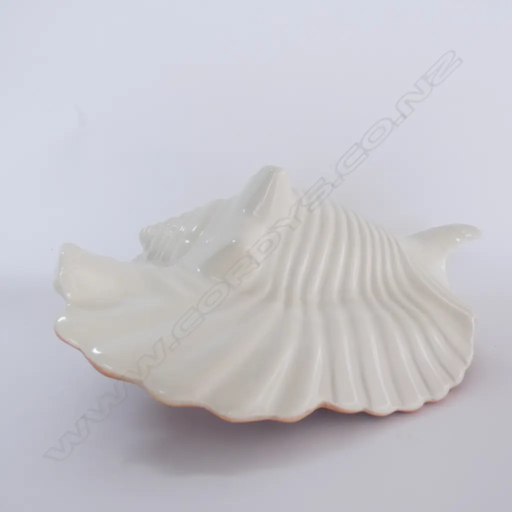 POOLE TWINTONE CONCH SHELL C95 , L. 295MM Image 1++