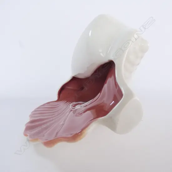 POOLE TWINTONE CONCH SHELL C95 , L. 295MM