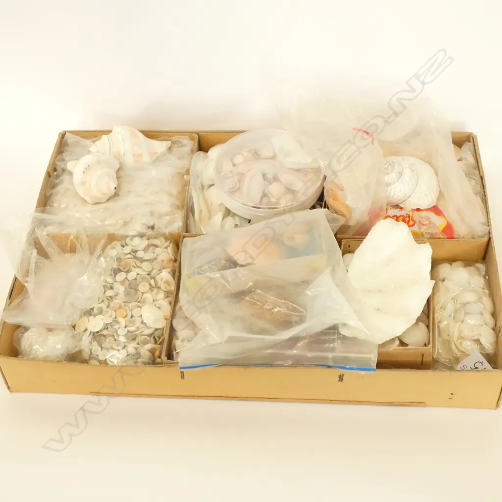 PACIFIC SHELL COLLECTION Image 1++