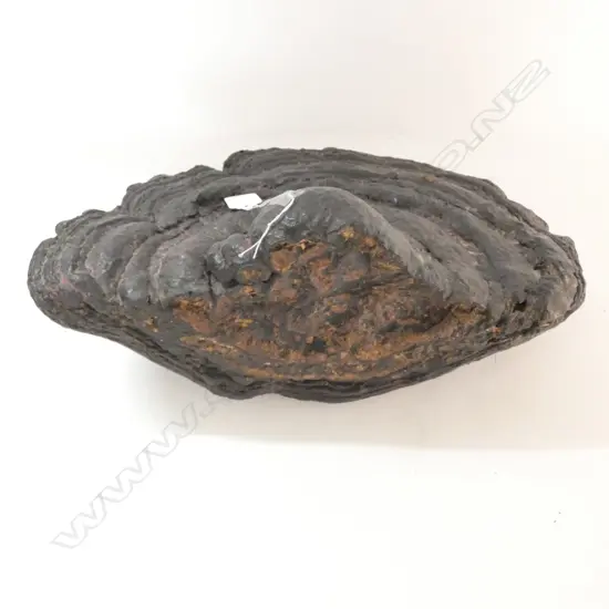 LGE OLD DRIED TREE FUNGUS. Width 380mm