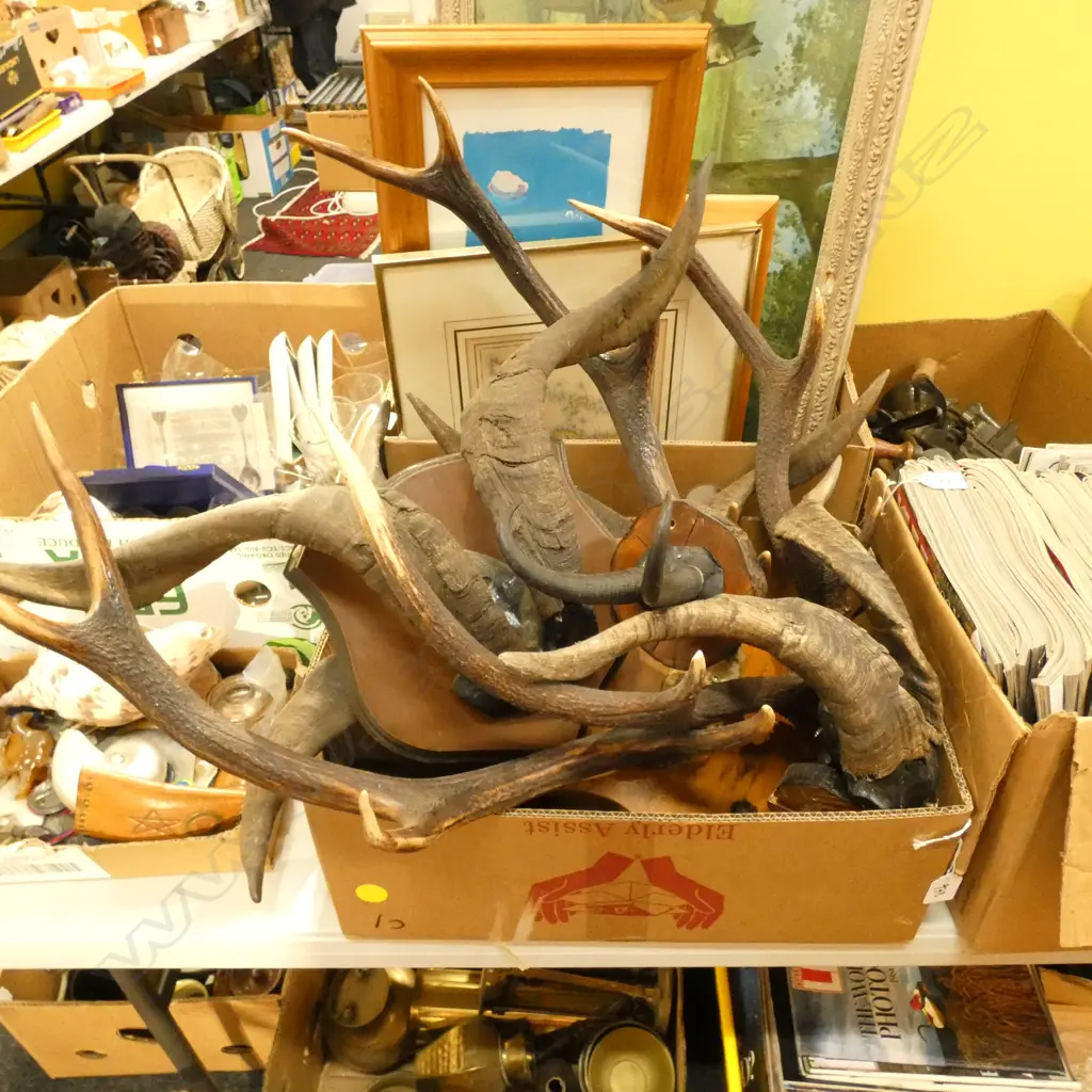 BOX LOT ASST. MOUNTED HORNS  Image 1++