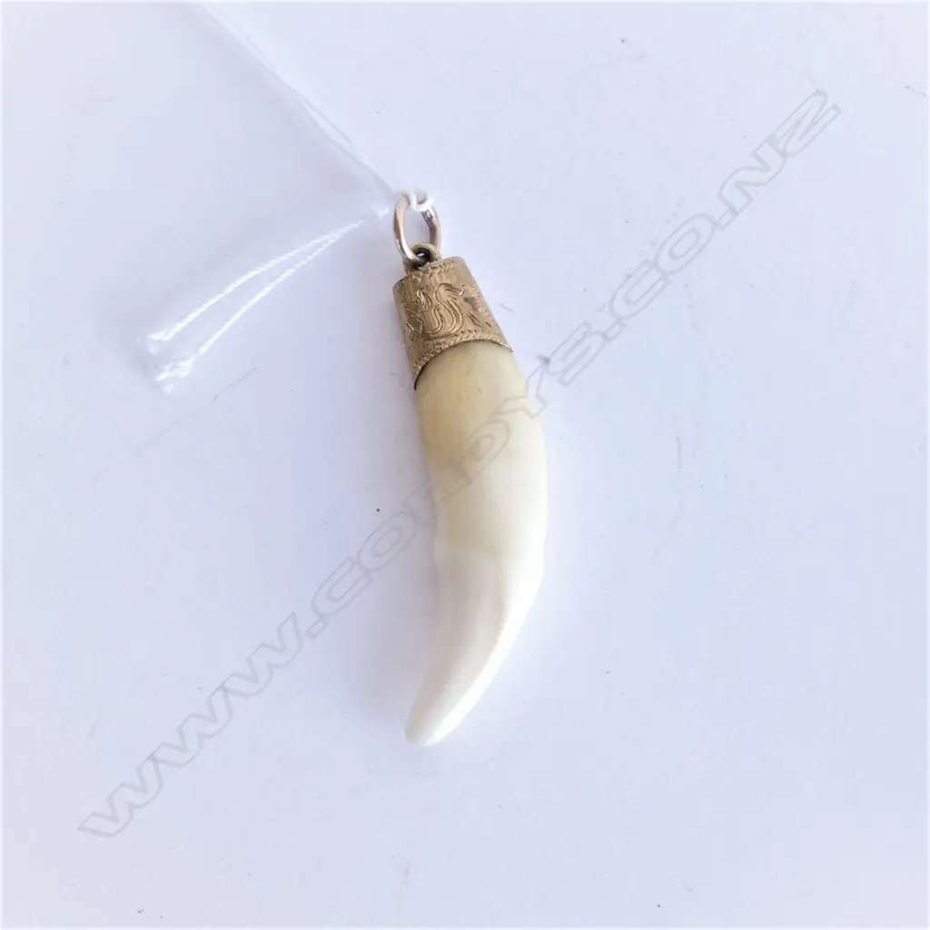9CT GOLD ENCASED FELINE TOOTH, L. 40MM Image 1++