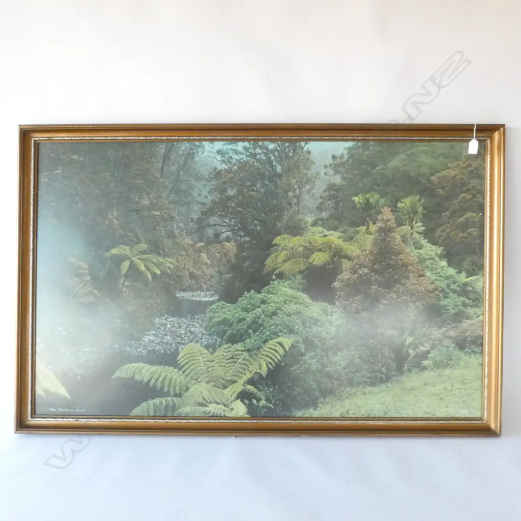 LARGE FORMAT WHITES HAND COLOURED PHOTGRAPH 'NEW ZEALAND BUSH' Image 1++