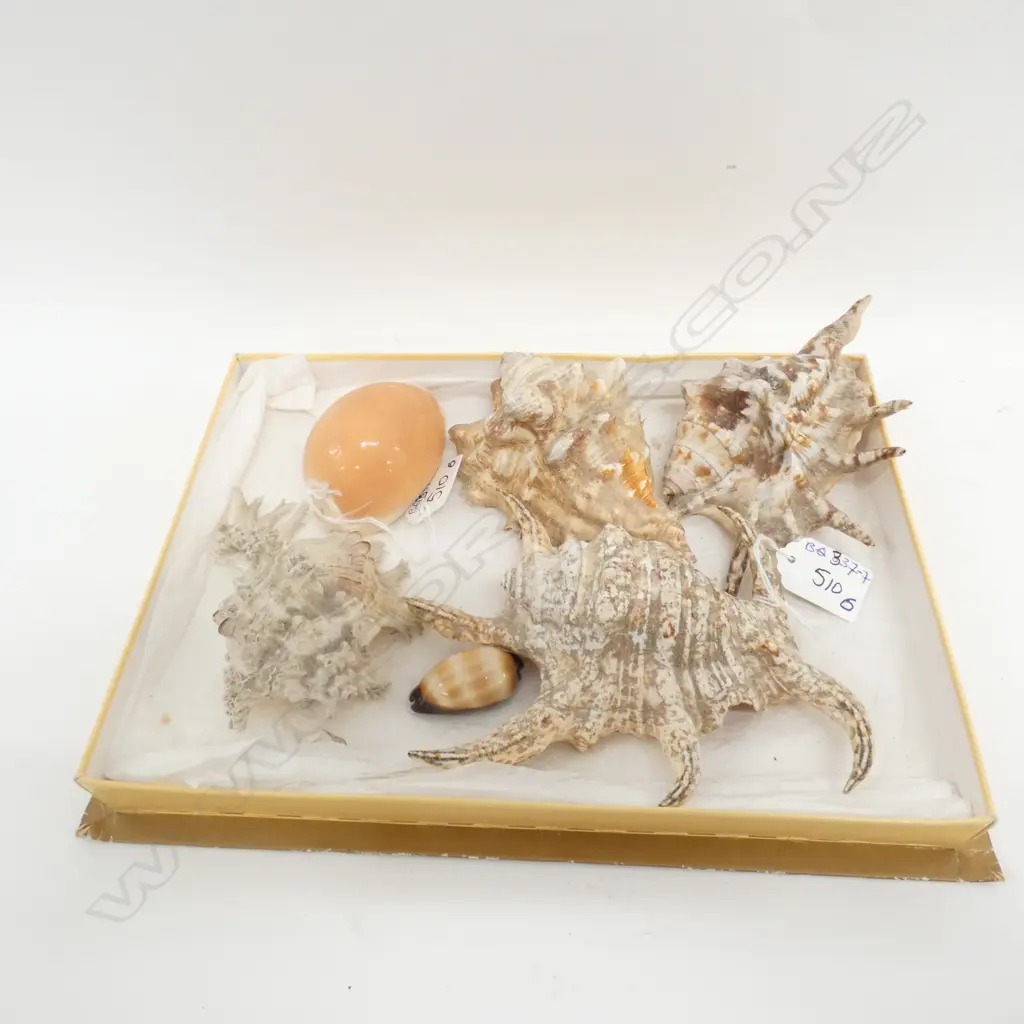 6 ASSORTED SM  SHELLS, INCLS. A RARE GOLDEN COWRIE Image 1++
