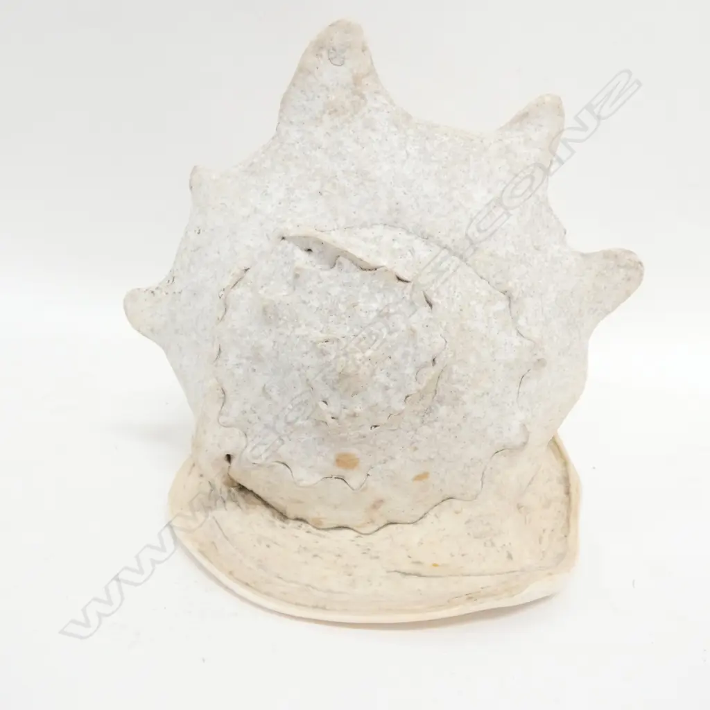LGE QUEEN HELMET CONCH SHELL, W. 270MM Image 1++
