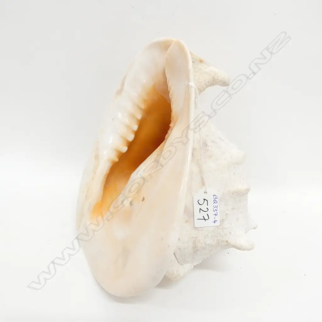 LGE QUEEN HELMET CONCH SHELL, W. 270MM Image 1++