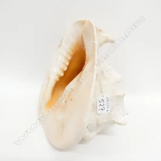 LGE QUEEN HELMET CONCH SHELL, W. 270MM