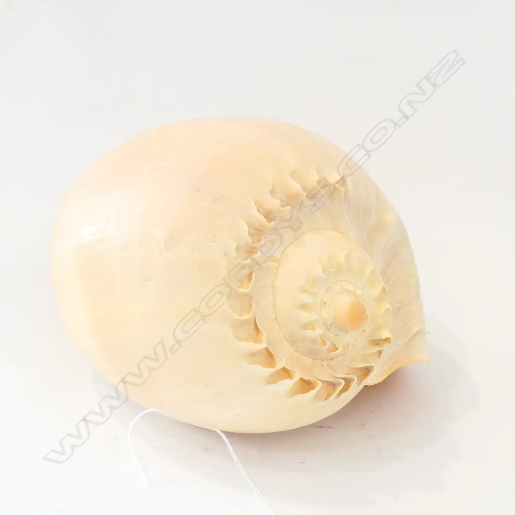 LARGE SHELL 260MM L Image 1++