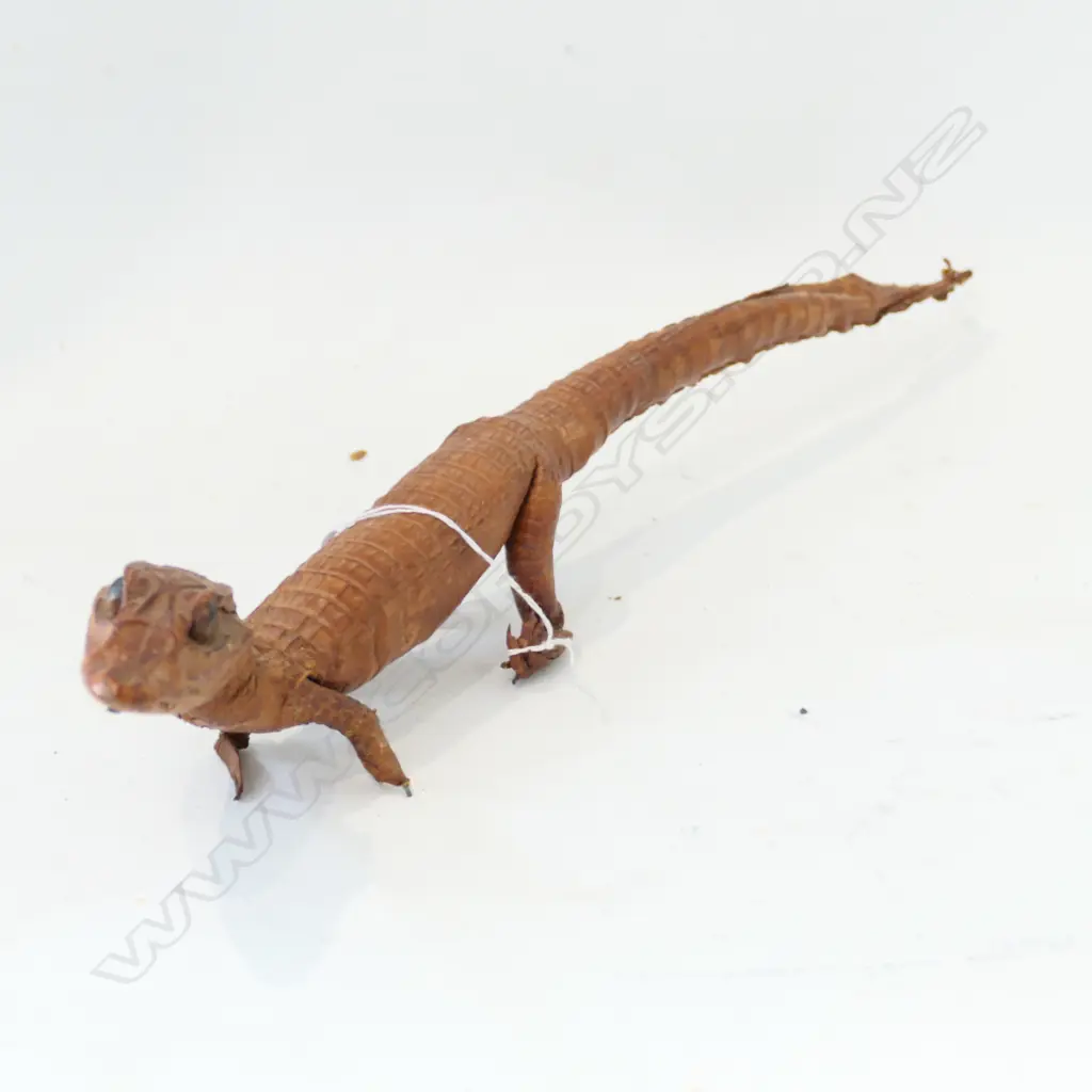 TAXIDERMY BABY CROCODILE Image 1++