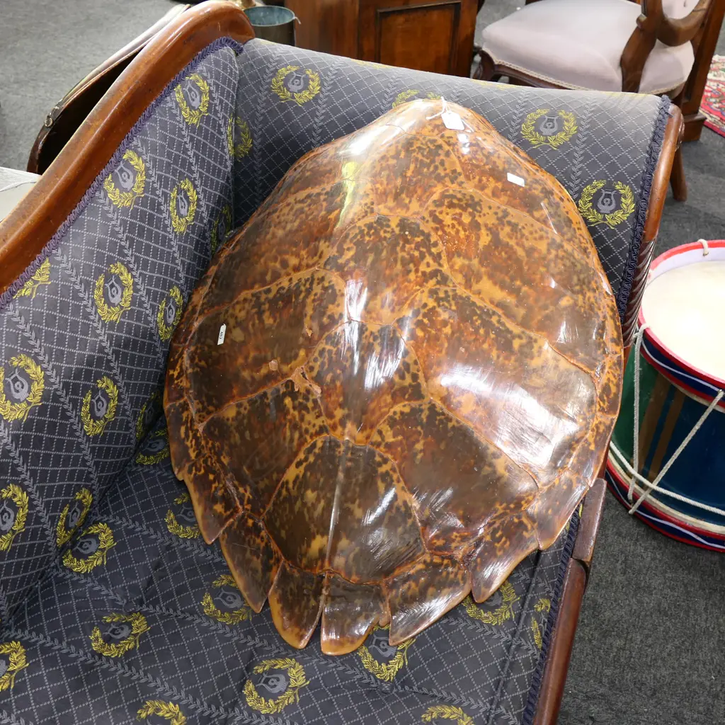 TORTOISHELL 700MM L Image 1++
