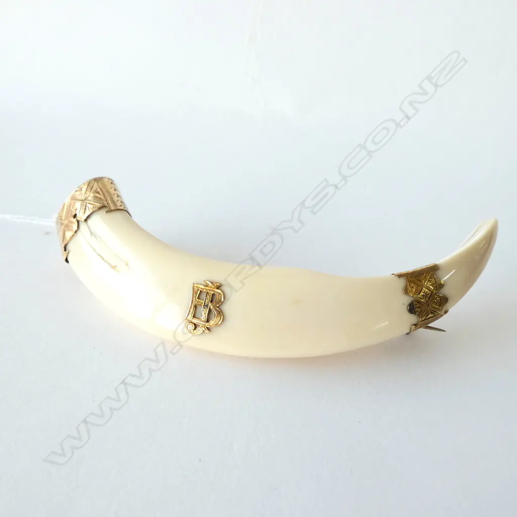 A large NZ colonial boar's tooth & 9ct gold mounted tusk Image 1++