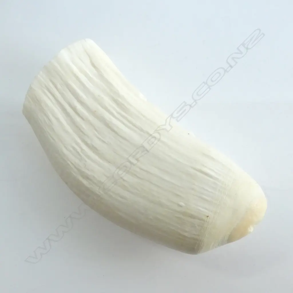 OLD WHALE'S TOOTH L.145mm Image 1++