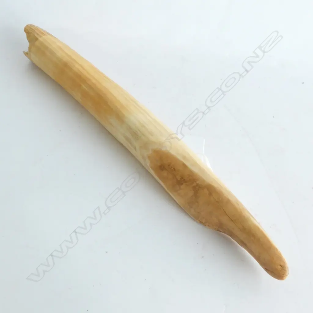 OLD HIPPOPOTAMUS IVORY TUSK L.315mm Image 1++