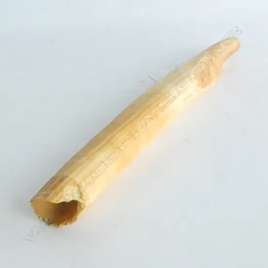 OLD HIPPOPOTAMUS IVORY TUSK L.315mm